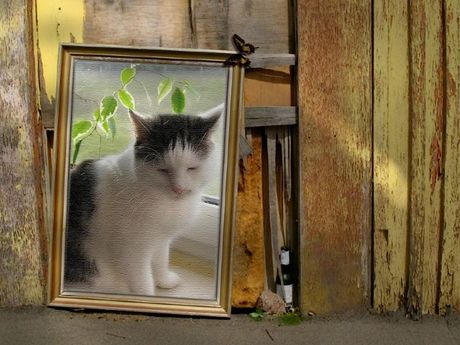 Starija mačka kao kućni ljubimac