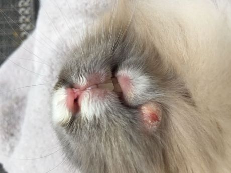 Najčešće bolesti kunića