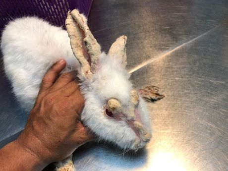 Najčešće bolesti kunića