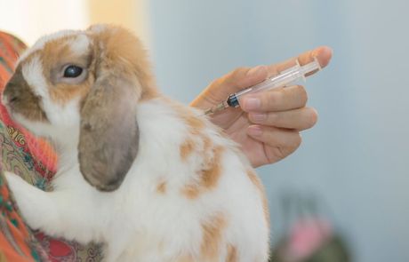 Najčešće bolesti kunića