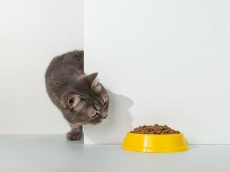 7 poteza vlansnika koji nerviraju mačku