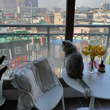 7 poteza vlasnika koji nerviraju mačku