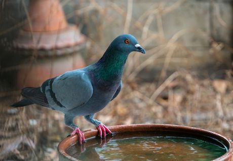 Uobičajene bolesti golubova