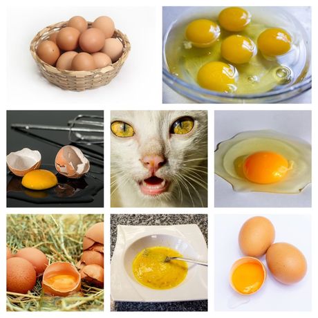 Jaja u ishrani mačke