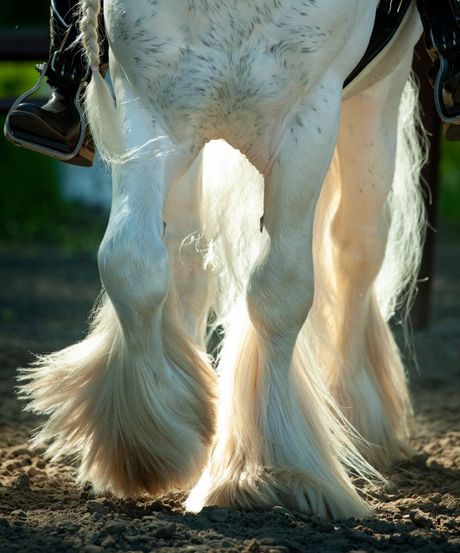 Džipski vaner, britansko-irska rasa konja