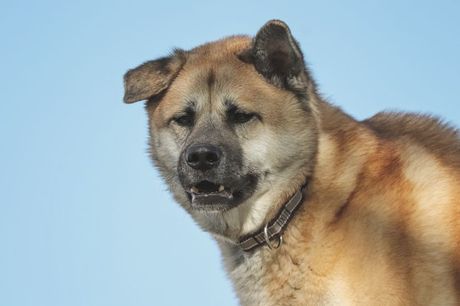 Akita inu