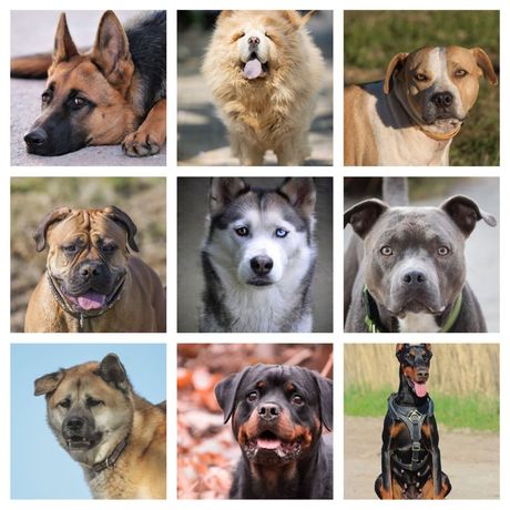 Najujedljivije rase pasa