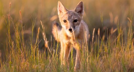 Prerijska brza lisica