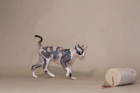 Zanimljivosti o sfinksu