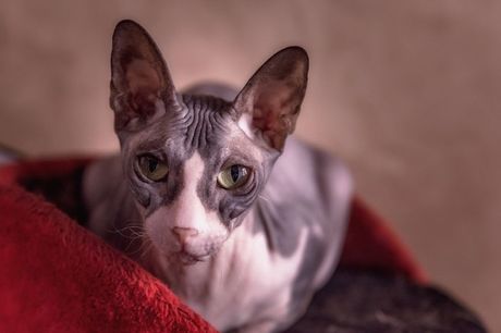 Zanimljivosti o sfinksu