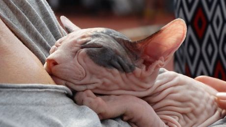 Zanimljivosti o sfinksu