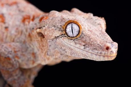 Gargojl ili džinovski gekon