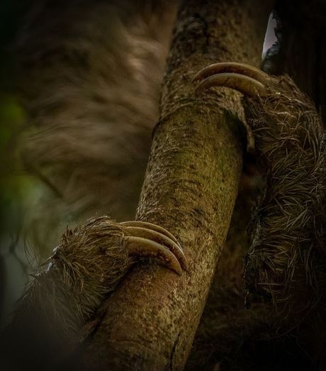 Kandže troprstog lenjivca