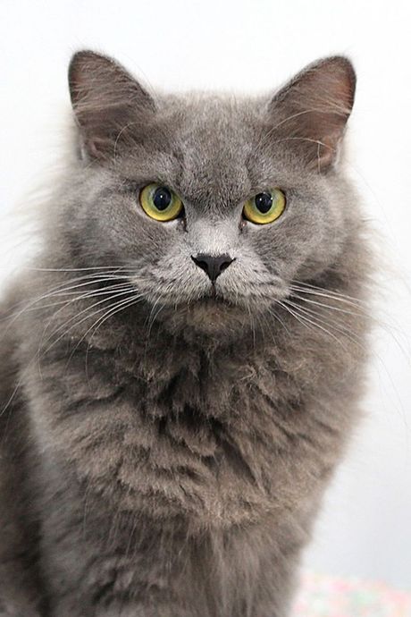 Mačka i preusmerena agresija