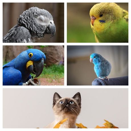 Mačka i ptica zajednički život