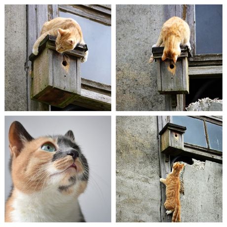 Mačka i ptica zajednički život