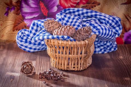 Borba protiv buva kod mačaka