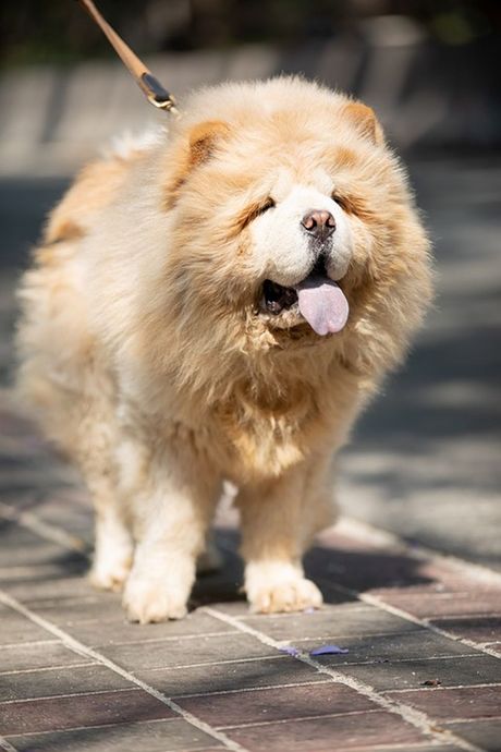 Da li je čau čau najlojalniji pas