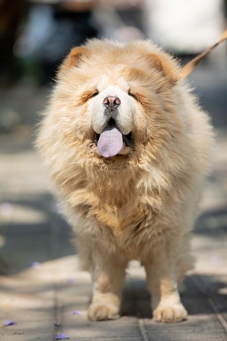 Da li je čau čau najlojalniji pas