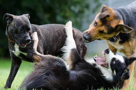 Znaci igre ili sukoba pasa