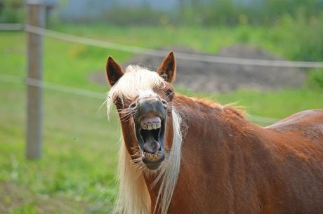 Konj i problemi sa zubima