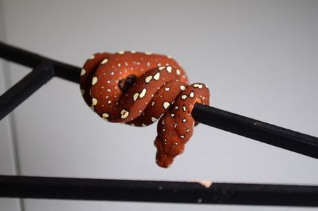 Mitovi i zablude o zmijama