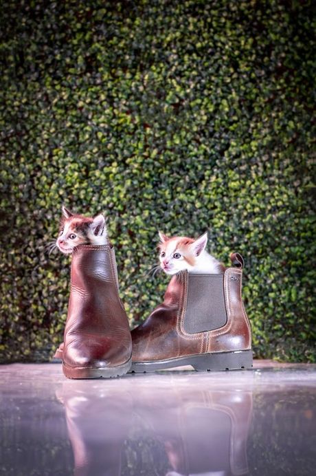 Zašto mačke vole vlasnikove cipele