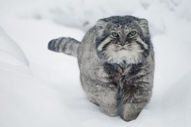 Manul na Mont Everestu