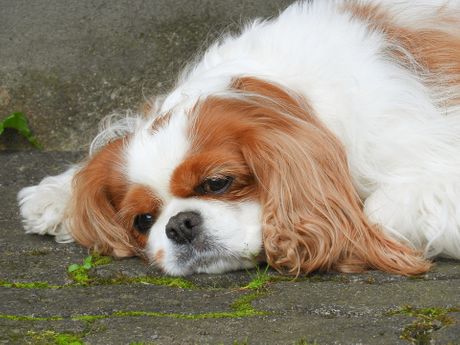 Španijel king Čarls