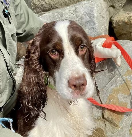 Carlos Ortega Animal Care Control San Francisco