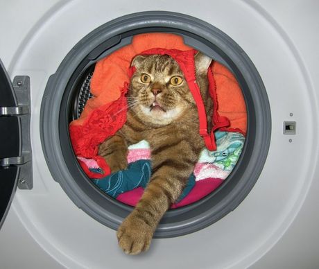 Mačka skrivanje i prikradanje