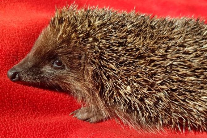 Jež i podloga u kavezu