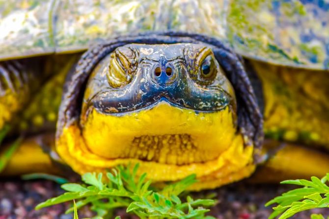 Kako neke kornjače dišu