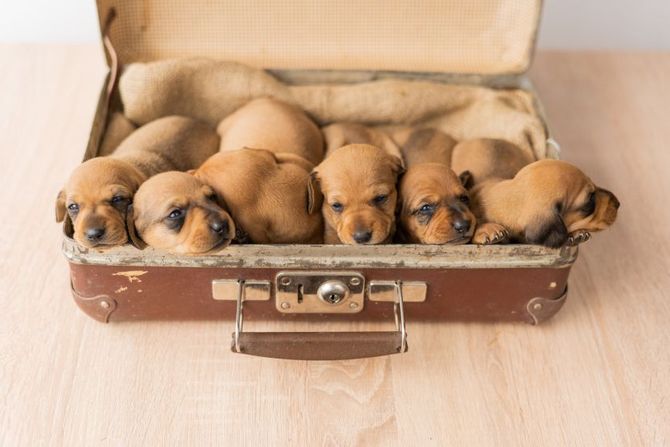 Nova pravila oglašavanja