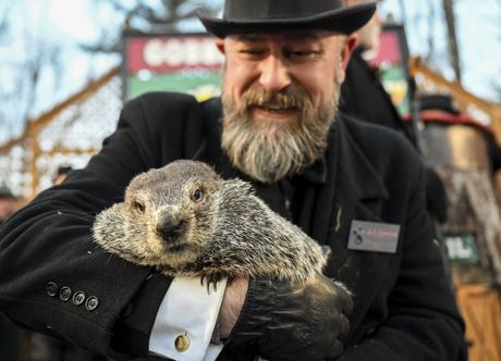 Mrmot Fil Punxsutawney Phil