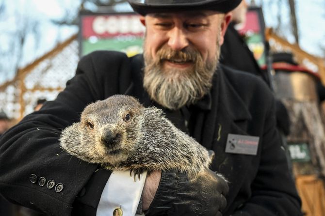 Mrmot Fil Punxsutawney Phil
