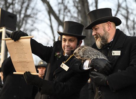 Mrmot, Panksatoni Fil, Punxsutawney Phil