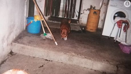 Najstariji pas na svetu, Bobi, Portugal