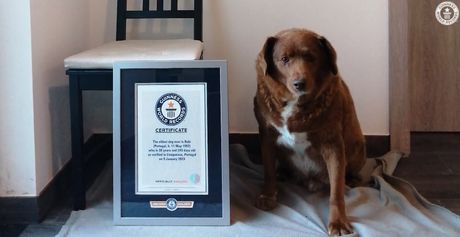 Najstariji pas na svetu, Bobi, Portugal