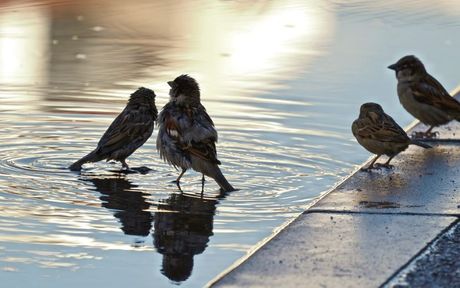 Životinje meteorolozi