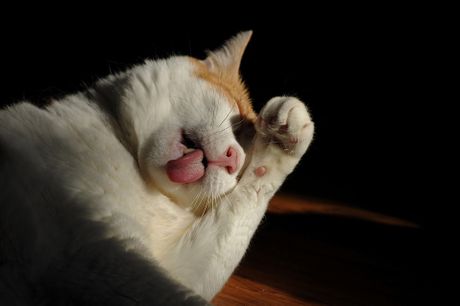 Životinje meteorolozi