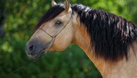 Paso fino: Omiljen među jahačima koji pate od bolova u leđima!