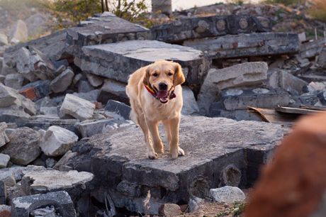 Životinje predosećaju zemljotres