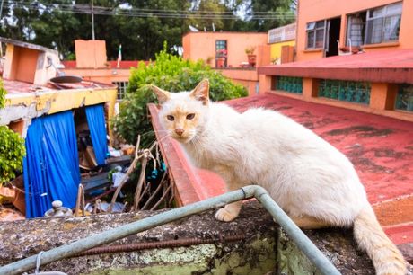 Životinje predosećaju zemljotres