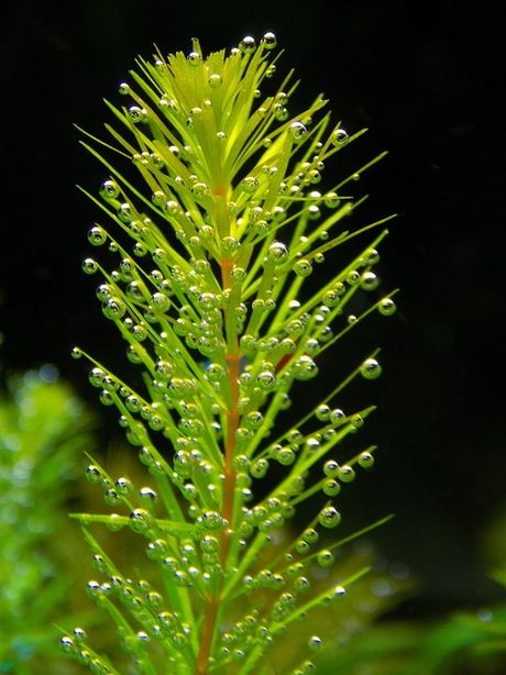 Mehurići u akvarijumskoj vodi