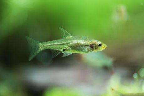 Savbva, južnoazijska ribica