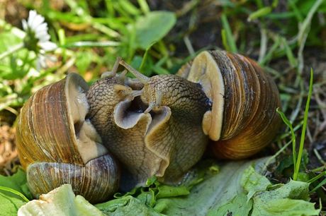 Životinje i udvaranje