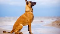 Belgijski ovčar malinoa: Tvrdoglav, žustar i strog pas za koga ne postoji nijedna prepreka
