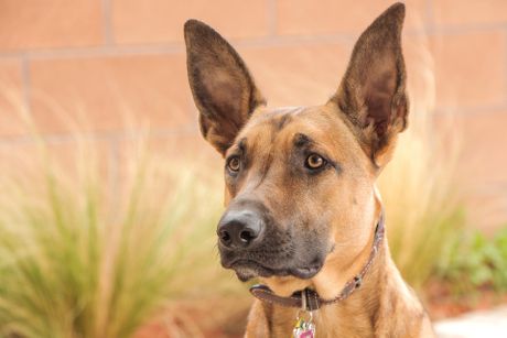 Belgijski ovčar malinoa