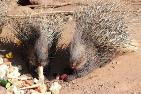 Životinje i udvaranje